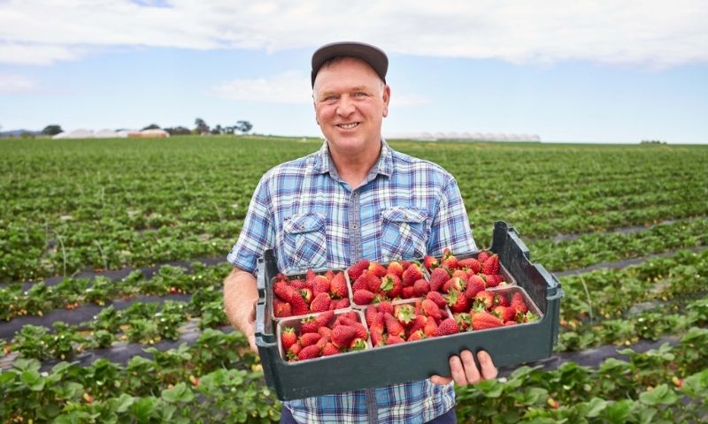 Farmer Tony Scarmadaglia holding a tray of strawberries in a field