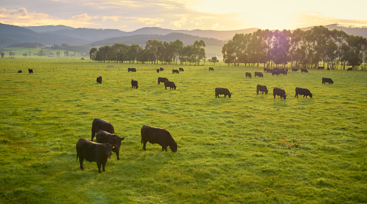 cows on a field