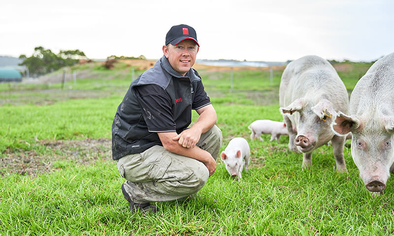 Man in paddock with pigs 