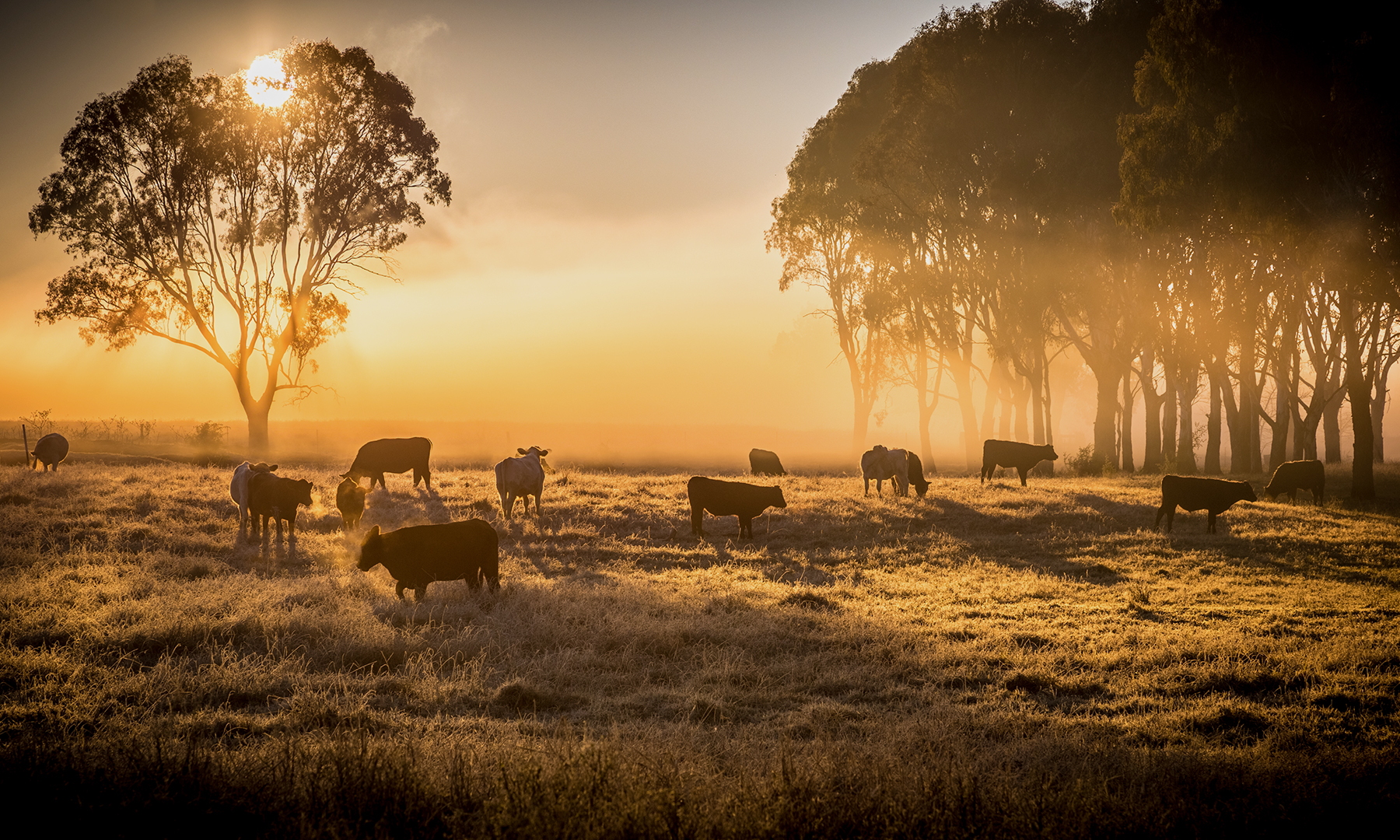 Paddock at sunset with cows grazing