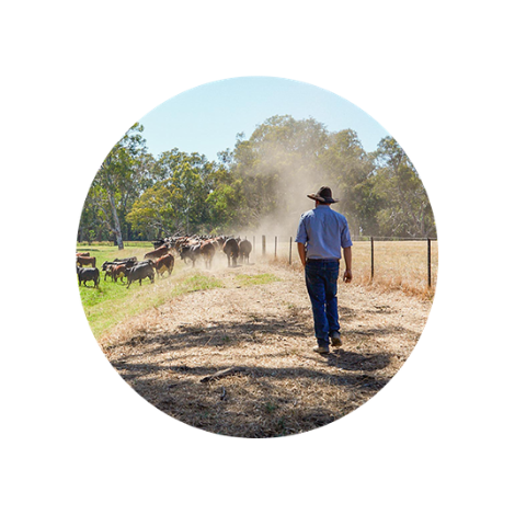 farmer on dirt road with cows