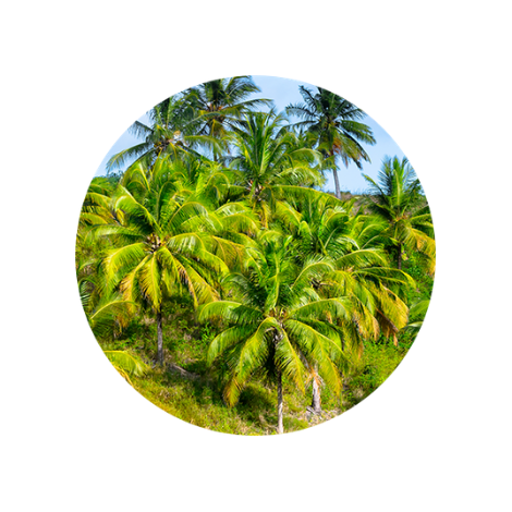 palm trees