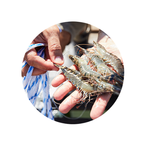 fresh seafood in fisherman's hands