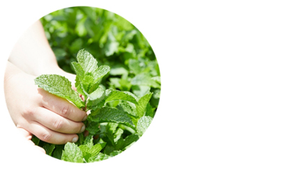 Hand picking fresh mint