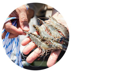 Fresh seafood in fisherman's hands