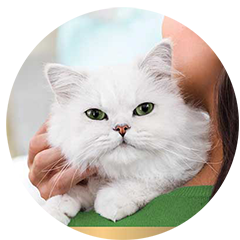 Nestle Purina Fancy Feast
