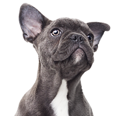 Coles flea treatment sales