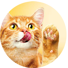 Nestle Purina Fancy Feast