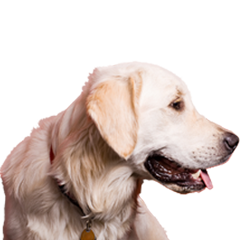 Coles flea collar clearance