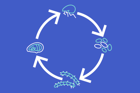 flea lifecycle image