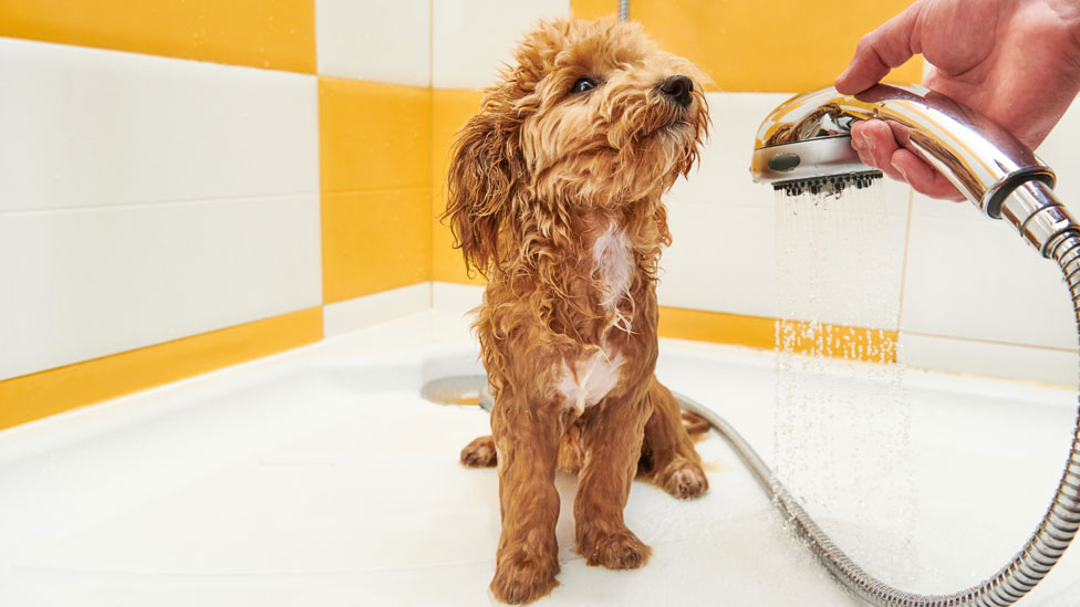 pet wipes coles