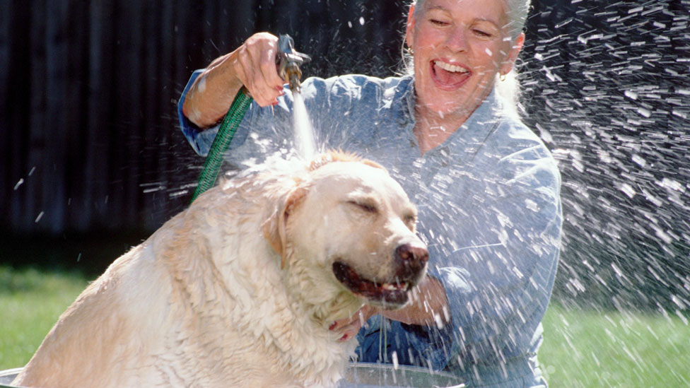 pet wipes coles
