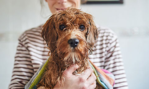 pet wipes coles