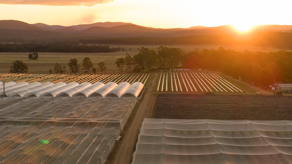 Eureka blueberry farm