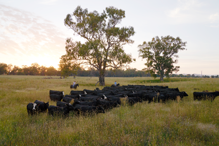 Cattle grazing in a paddock