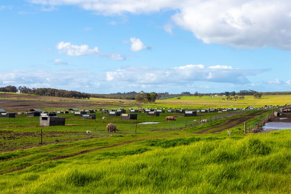 Paddock with pigs