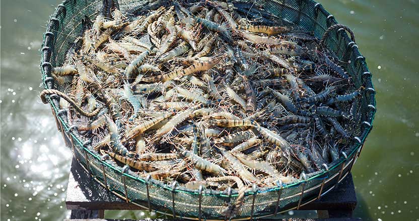 A fishing basket full of prawns