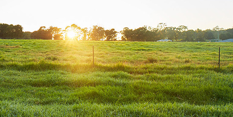 Paddock at sunset