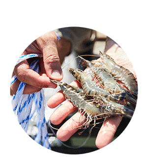 Fresh seafood in the hands of a fisherman