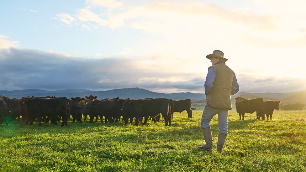 Farmer with cattle