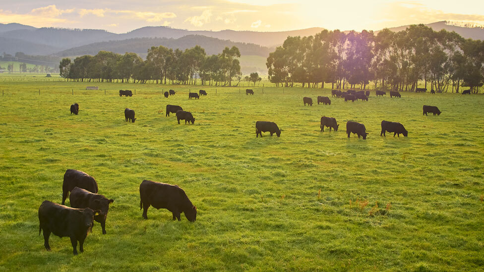 Cattle grazing