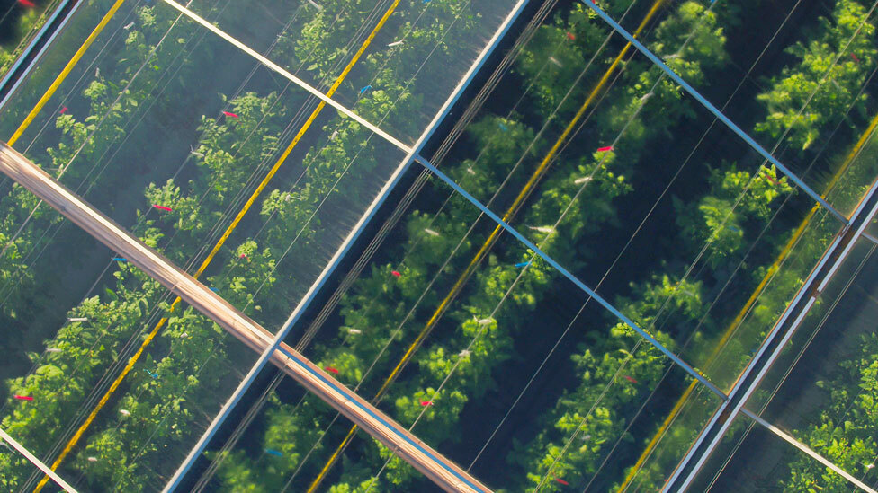 Rows of tomato plants