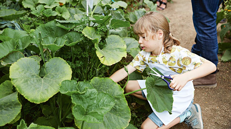 A child picking for fresh produce