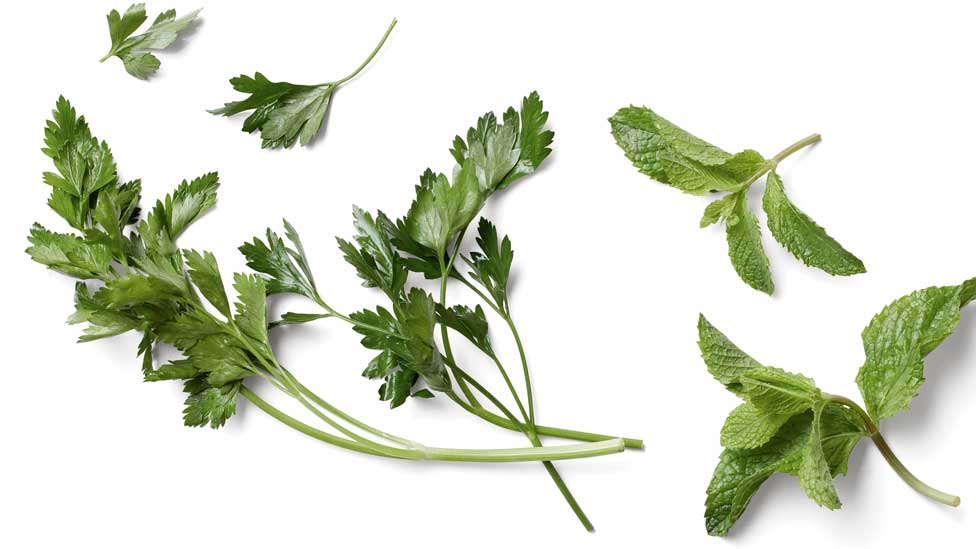 Herbs - parsley and mint