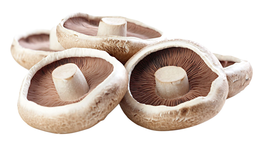 Large brown flat mushrooms