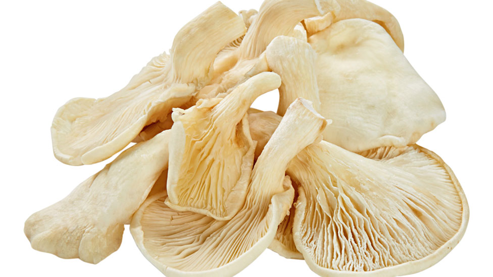 Oyster mushrooms