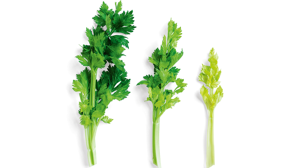 Three celery leaves in different lengths 