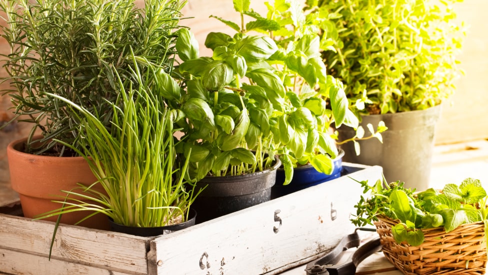 Kitchen herbs