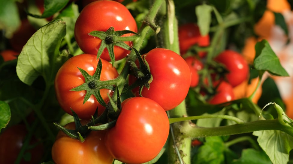 Truss tomatoes