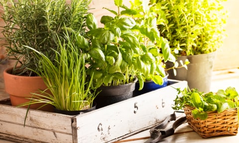 Kitchen herbs