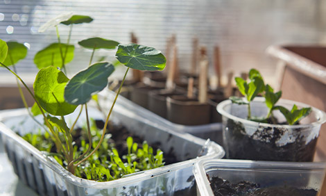 Fresh herbs in plastic containers