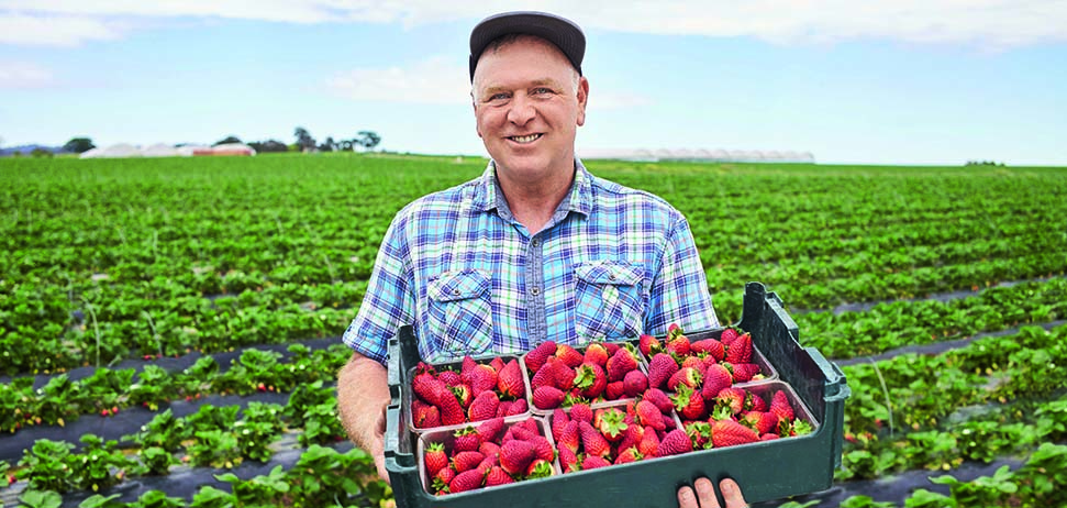 Tony Scardamaglia supplies Coles with the freshest in-season strawberries