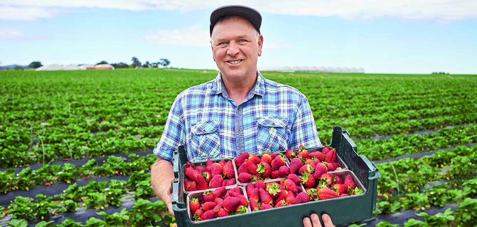 Tony Scardamaglia supplies Coles with the freshest in-season strawberries