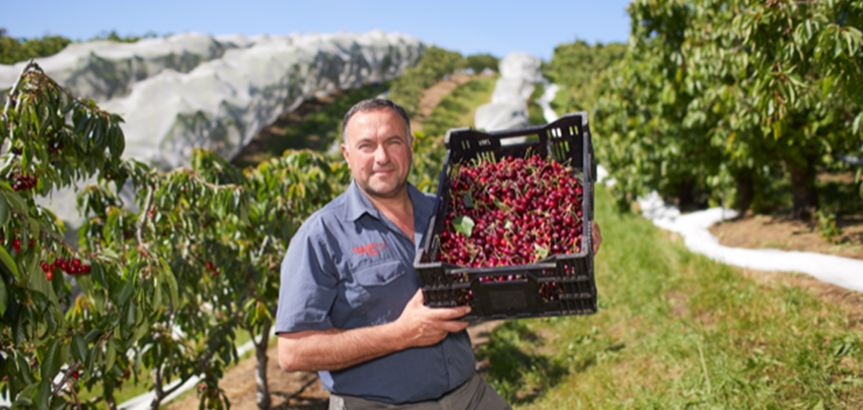 Cherry farmer standing in an orchard holding a tray of cherries