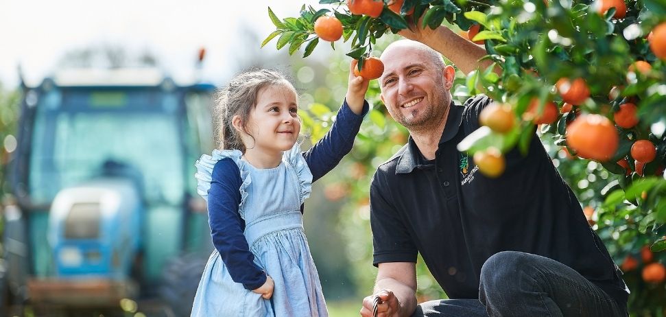 Andrew Pergoliti and his daughter picking oranges