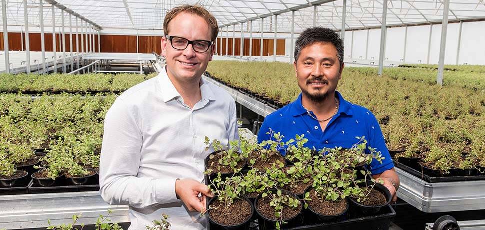 Staff from Australian Fresh Leaf herbs in Melbourne holding pots of herbs in greenhouse