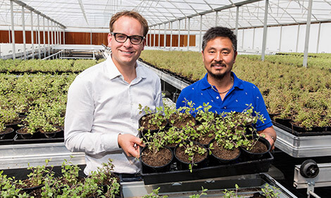 Staff from Australian Fresh Leaf herbs in Melbourne holding pots of herbs in greenhouse