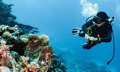 Person snorkellnig in reef