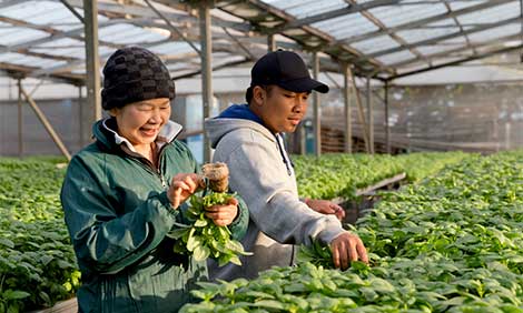 Growers picking spinach